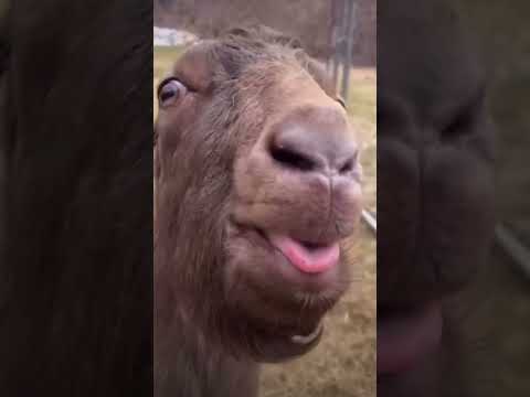 Hahah 😂😂#boka #funny #shorts