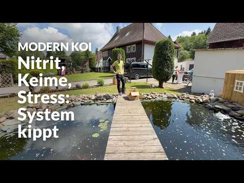 Mikes Wasser- und Krankheitsanalyse | Modern Koi Blog #7963