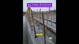 Download lagu Sebuah Harapan Petani Cabe Purworejo mp3
