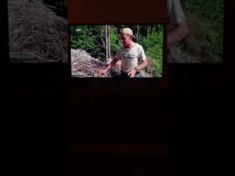 Hanfanbau in Jesteburg Hanf-Schnitt-Nord GmbH