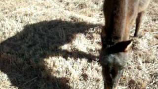 Talking shit to nature with das but season2 finale; 1of2