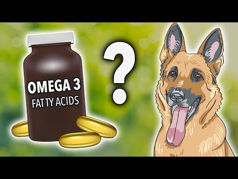Omega-3 for Dogs - Does It Work? | Ultimate Pet Nutrition - Dog Health Tips