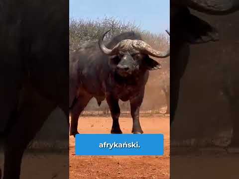 5 Najodważniejszych Zwierząt Na Ziemi! 🦁🌍 #shorts