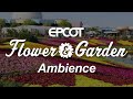 Epcot Flower and Garden Festival Ambience | Disney World Epcot Ambience Scenescape
