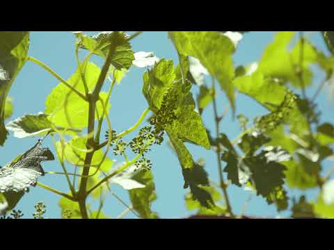 Agriculture Victoria   Tackling Phylloxera