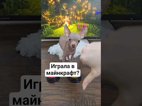 Отвечаем на вопросы #toyruby #shorts