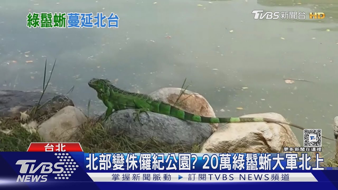 北部變侏儸紀公園? 20萬綠鬣蜥大軍北上