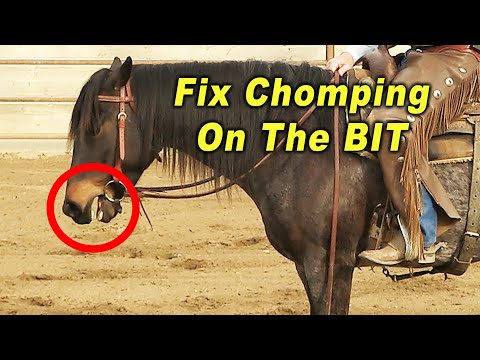 Horse CHOMPING On The Bit FIX - Horse Training Problems