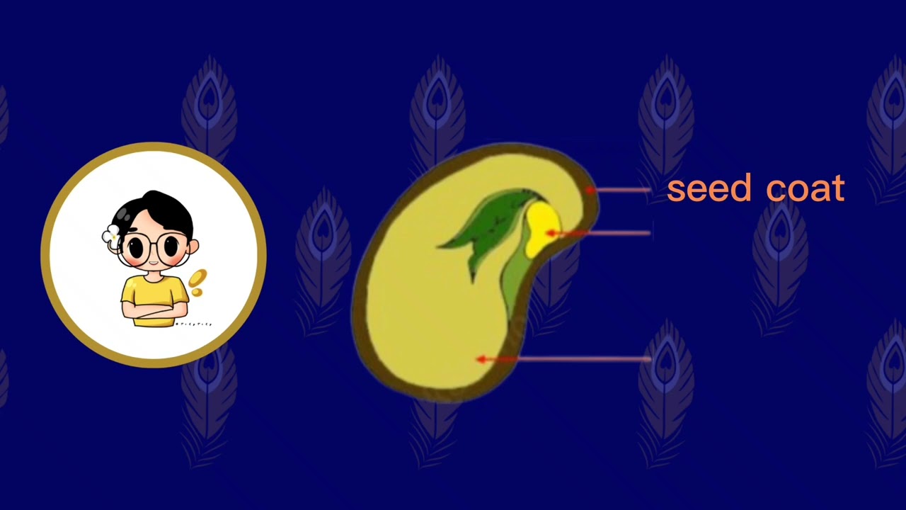 Lesson 12 - Steps of Germination