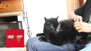 Reseña: Run The Jewels - Meow The Jewels (feat. Julia)