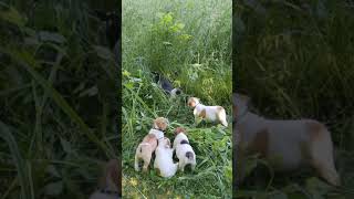 Beabull Puppies Videos
