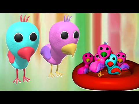 Rescue Pregnant Feral Opila Bird And Help Them Give Birth 💖💖💖