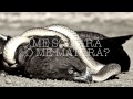 The bird And the snake - Wolves At The Gate (Sub ...