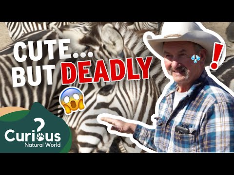 What It's Like Raising A HERD Of Zebras! 🦓 | Predator Pets | FULL EPISODE | Curious?: Natural World