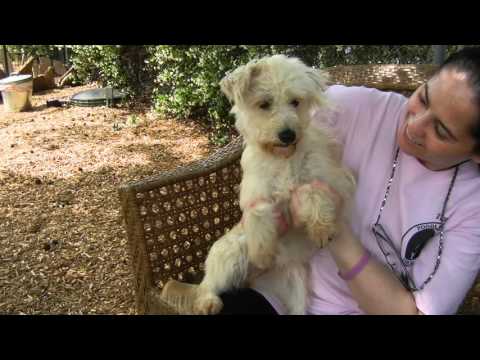 Candle, an adopted Poodle & Terrier Mix in Houston, TX_image-1