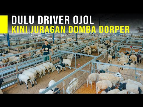 , title : 'Peternak Muda 23 Tahun Sukses Ternak Breeding Domba Dorper Terbesar di Jawa'