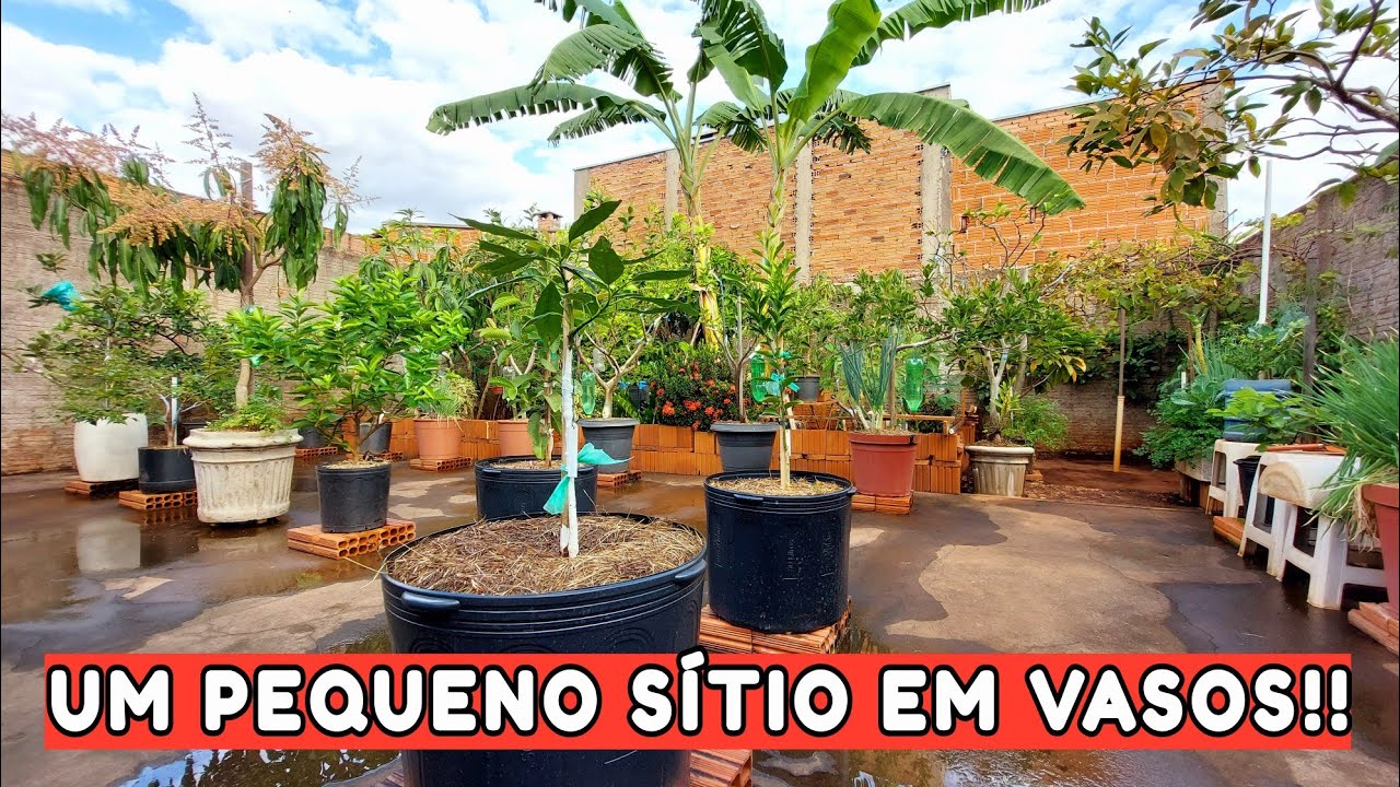 TOUR - COMO ESTÃO AS FRUTÍFERAS EM VASOS E NO QUINTAL | ATUALIZAÇÃO!!