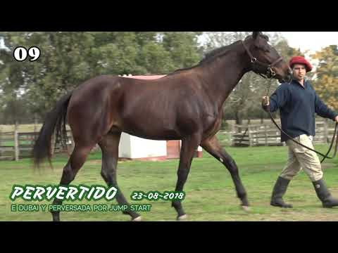 Lote PERVERTIDO