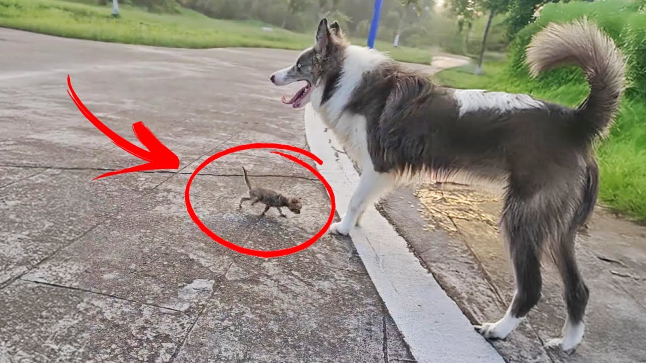 A small, fragile kitten ran to my Husky, as if saying, “Please, be my mom.”