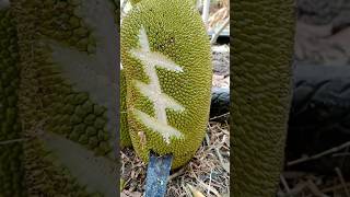 Download lagu Bertemu getah nangka SUPER JUMBO #nangka #getah #jackfruit #jumbo mp3