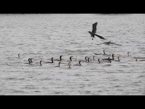 鸕鶿捕魚影像(攝影者劉翠涵)