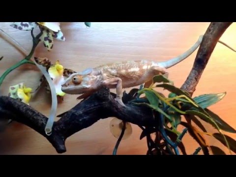 A Chameleon dancing to David Bowie