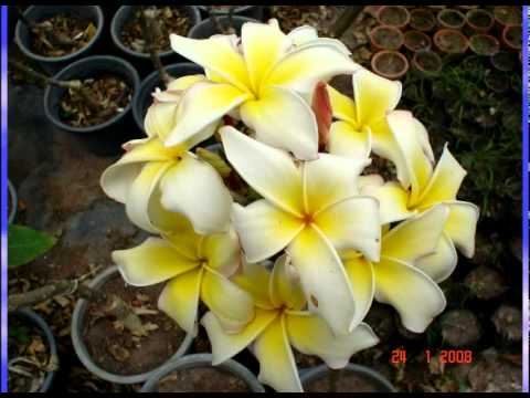 Plumerias Thailand.mpg 