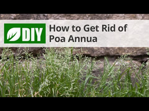  How to Get Rid of Poa Annua Video 