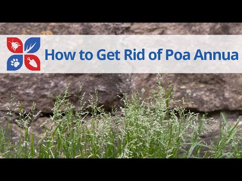  How to Get Rid of Poa Annua Video 