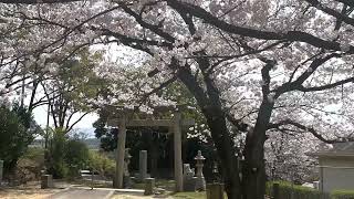 【下関市】安岡八幡宮の桜