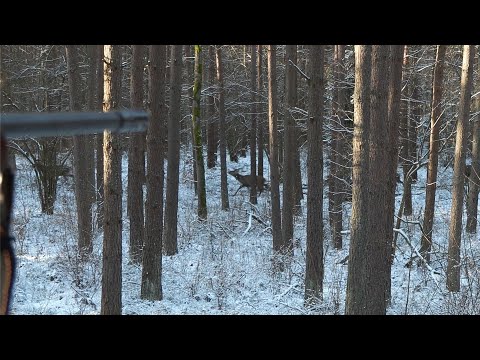 Drückjagd im Herzen von Masuren - Polen!