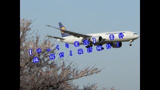 【ゆっくり実況】 番外編 桜だ！飛行機だ！