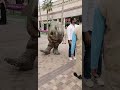 Dinosaur In Motion Gate Dubai