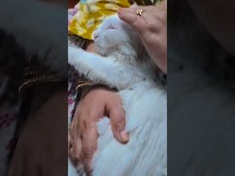 Qais relaxing 😌 time ❣️😺#subscribemychannel #qaismeow