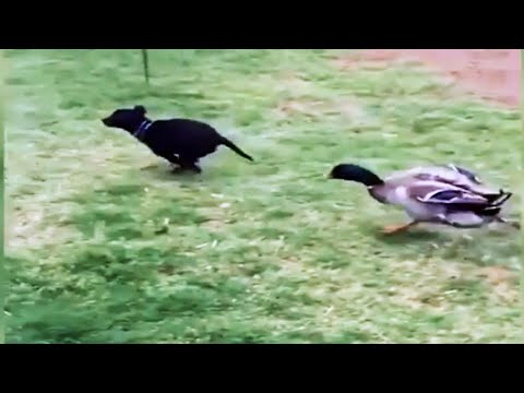 🦆 canards mignons et drôles ! 🦆 des vidéos de canards pour vous faire sourire 🦆 [animaux drôles]