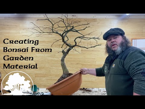 Creating Bonsai from Garden Material! - Greenwood Bonsai