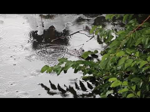 Tấu khúc mưa - Nam Vĩnh