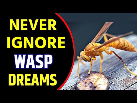 What Does Wasp Dream Meaning | Dreaming of Wasps | Wasp Dream Interpretation