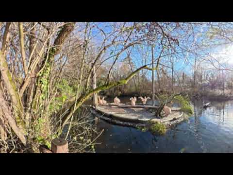 Pelican Hellabrun Zoo Munich - Static Shot 360