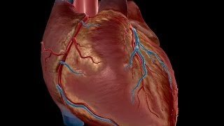 SYSTEMIC PATHOLOGY :cardiac lesions of rheumatic fever DR SAMEH GHAZY