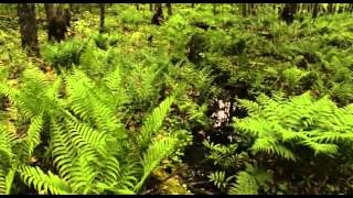 Aphex Twin - blur (lily pad)