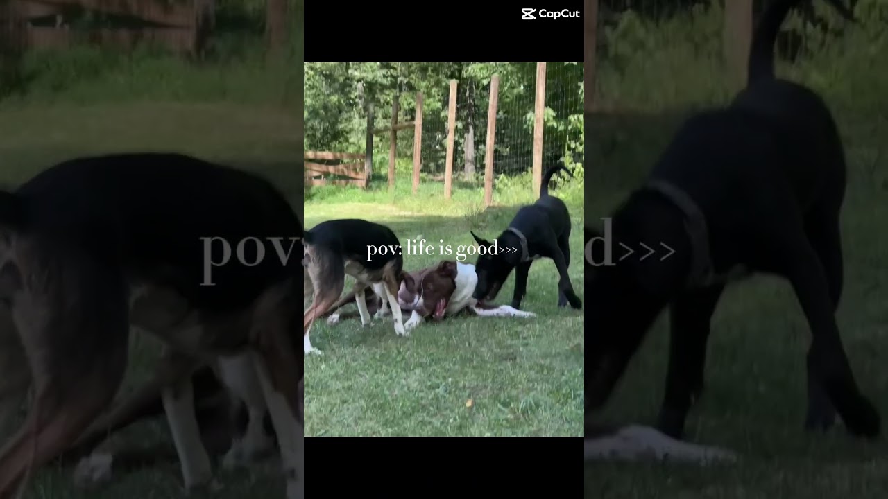 Enlarge Crumb, a Adoptable mixed breed in Pottstown, PA video 4/6