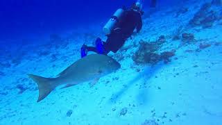 Cozumel 2023, Day 2, Dive 2, Part 1