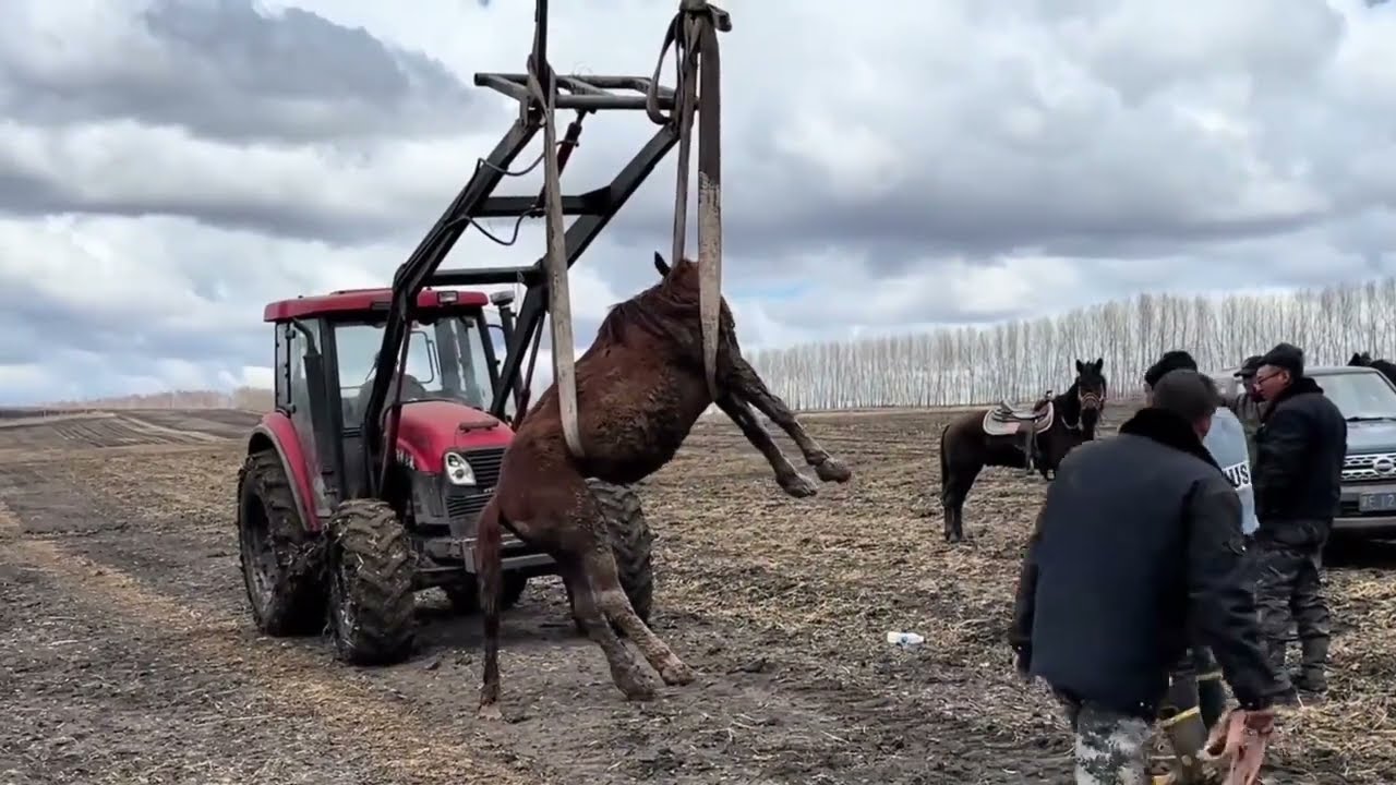 Forklift Used to Rescue Pregnant Mare Trapped in Deep Ditch || ViralHog