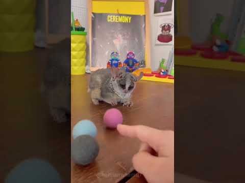 Cute galago #funny #cute #funnyvideos #foryou #pets