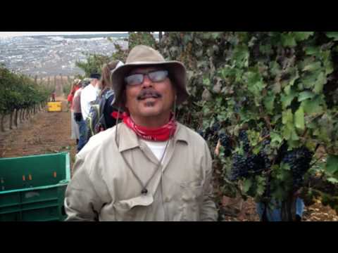 HaYovel | A Word from the Harvesters