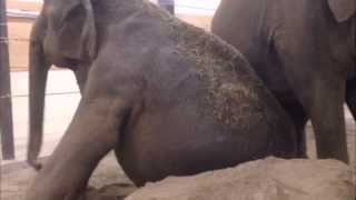 preview picture of video 'Hope Elephants: After-bath Play'