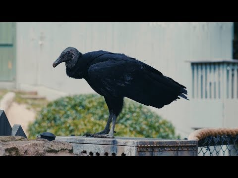 Attila the Black Vulture | Animal Spotlight