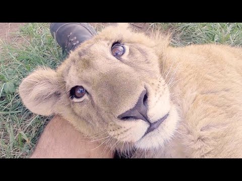 From Cubs to Kings – The Story of Two Rescued Lions