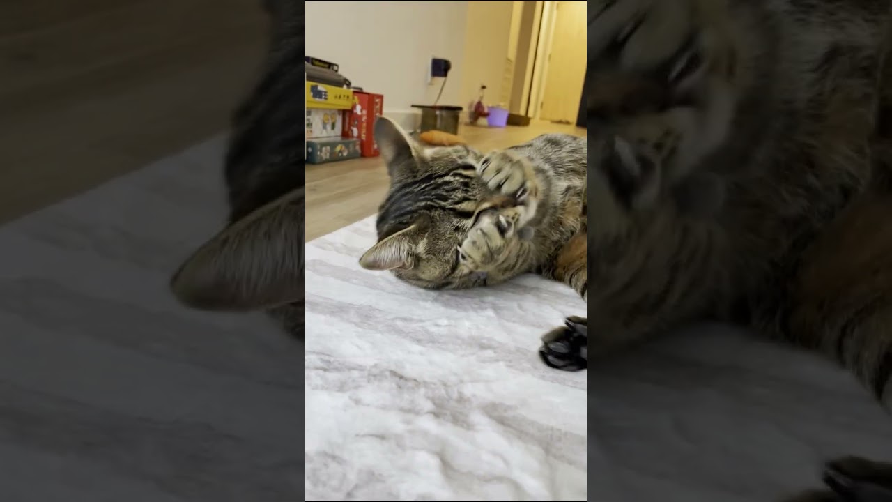 Enlarge Topaz, a ADOPTABLE mixed breed in Mississauga, ON video 6/6